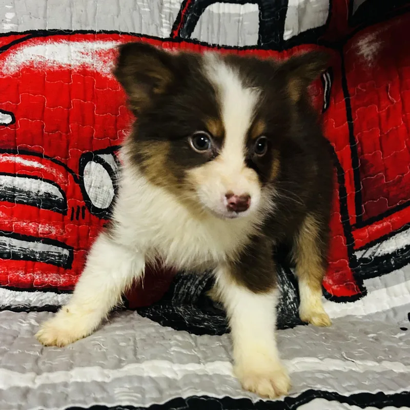 A baby medium-sized female Pomsky dog named Sugar for adoption in Oak Bluffs, MA