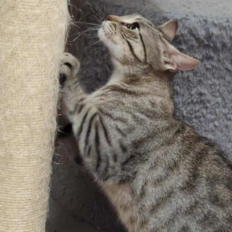 A young small-sized female Brown / Chocolate Domestic Short Hair cat named Ryleigh for adoption in Denison, TX
