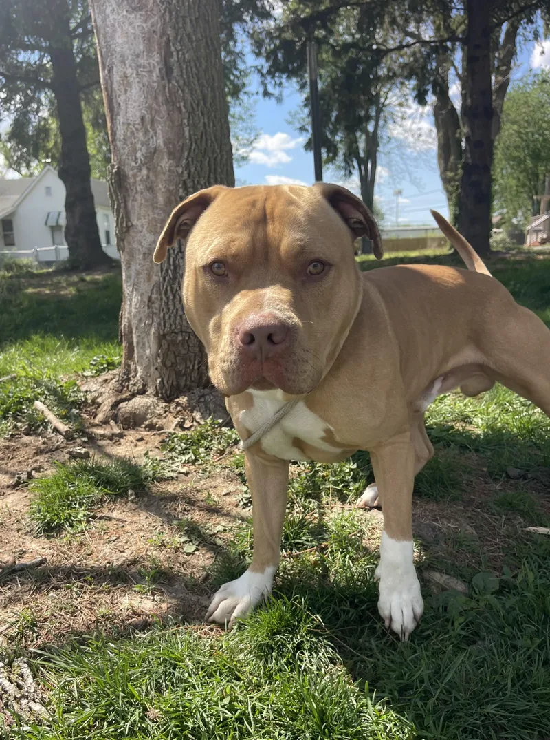 An adult medium-sized male Yellow / Tan / Blond / Fawn Pit Bull Terrier dog named Tank for adoption in Springfield, IL