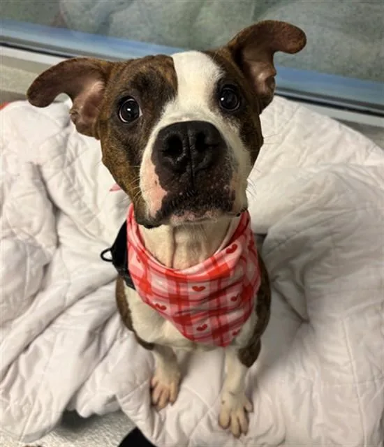 An adult large-sized male Terrier dog named Big Guy for adoption in Miami, FL