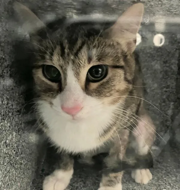 An adult medium-sized female Domestic Short Hair cat named Marmee for adoption in Staten Island, NY
