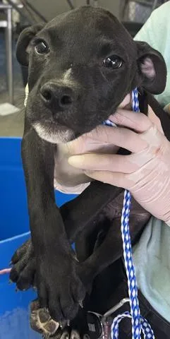 A baby small-sized male Mixed Breed dog named Carlos for adoption in Pensacola, FL