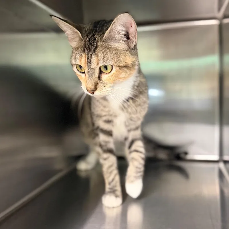 An adult medium-sized female Calico Domestic Short Hair cat named Symphony for adoption in Hamilton, GA
