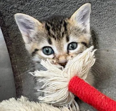 A baby medium-sized male Domestic Short Hair cat named Sarge for adoption in San Jose, CA