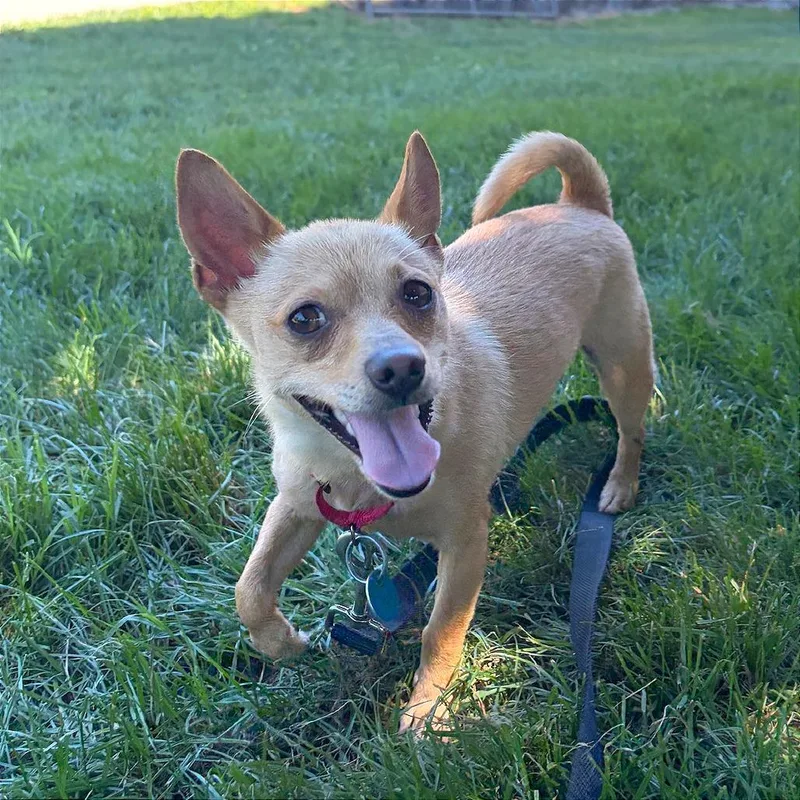 An adult small-sized male Brown / Chocolate Chihuahua dog named Lucky for adoption in Washington, DC