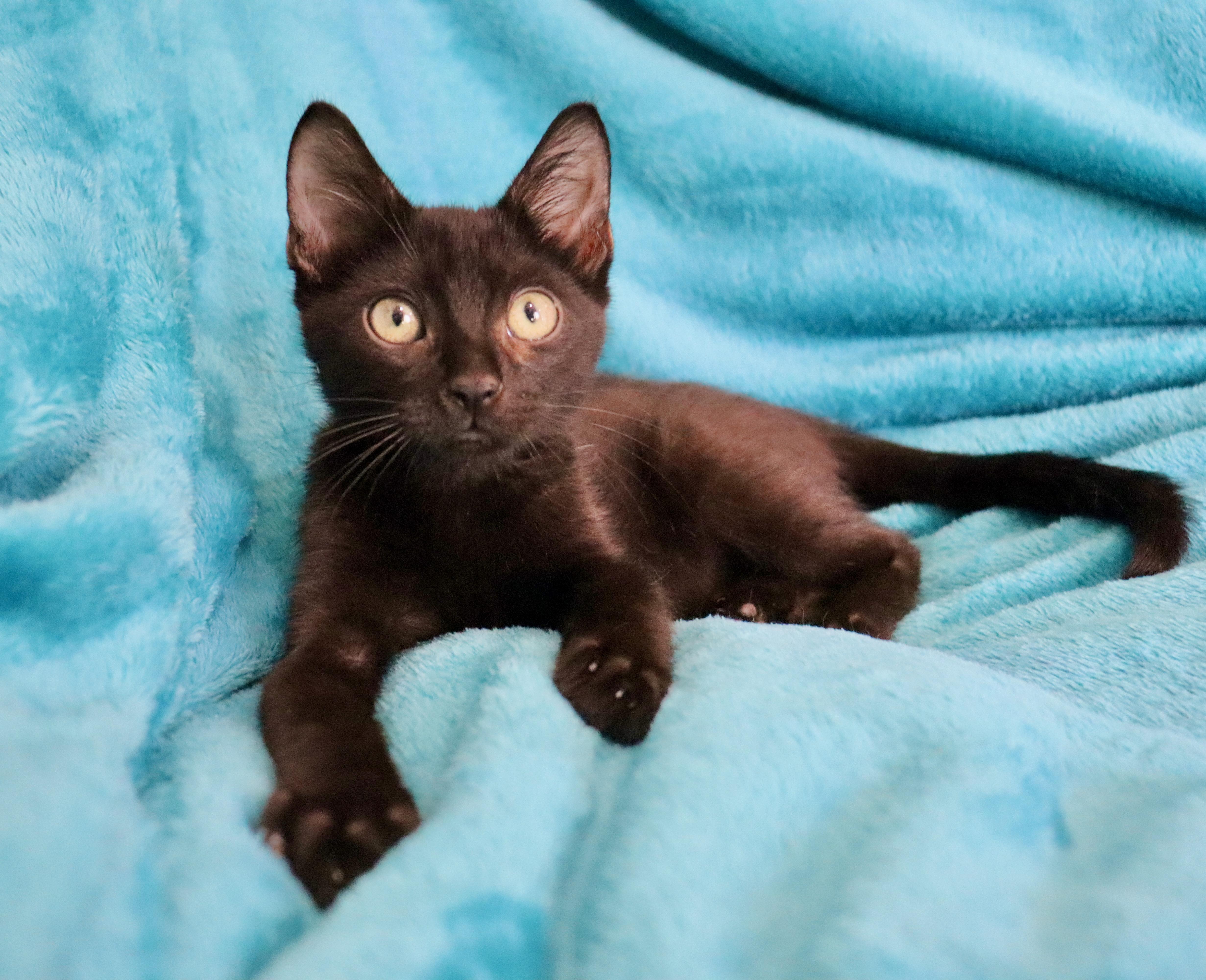 A baby medium-sized male Black Bombay cat named Ping for adoption in Saint Augustine, FL