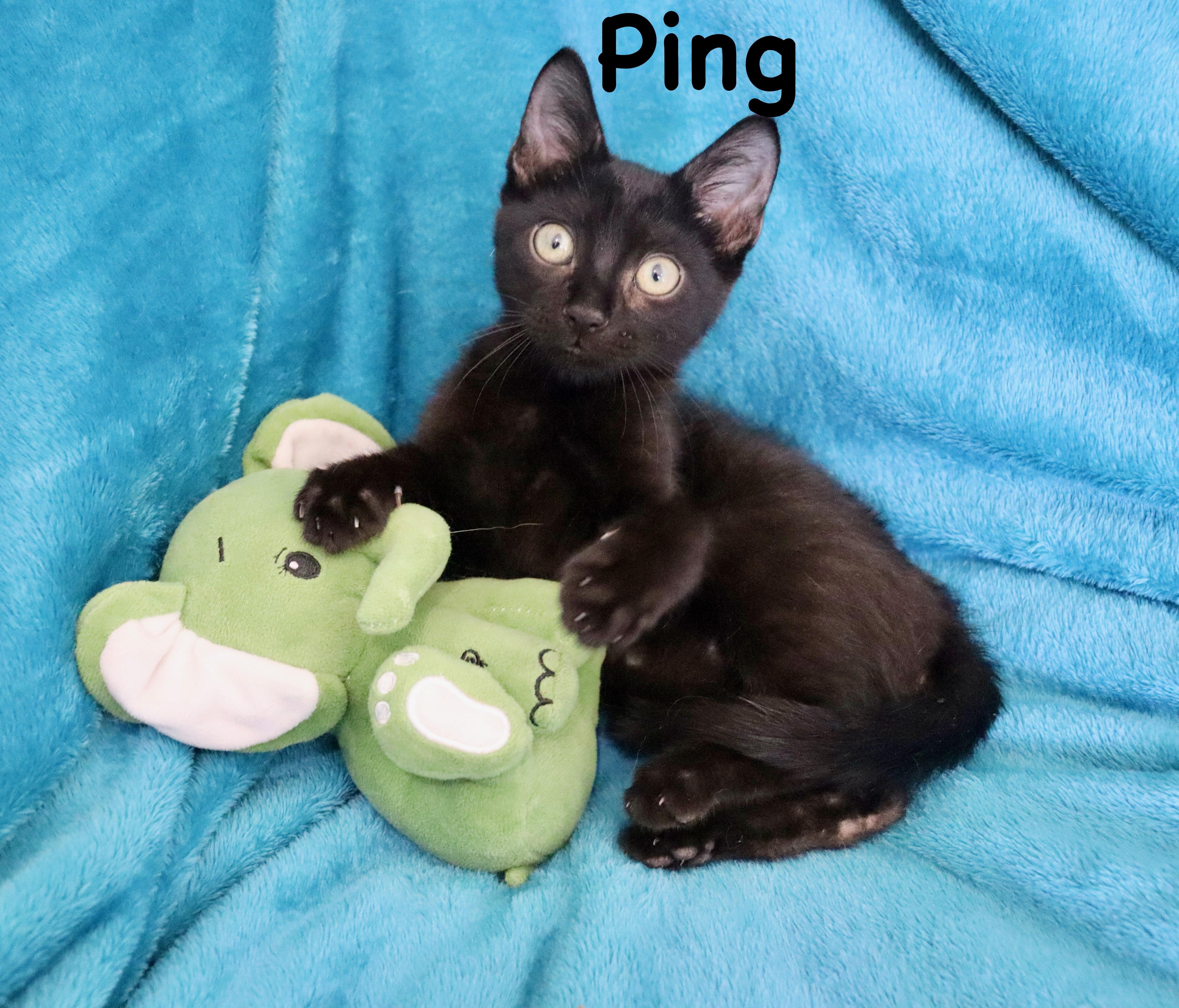 Ping thumbnail 5