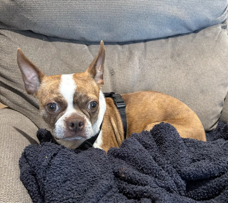 An adult small-sized female White / Cream Boston Terrier dog named Bambi in NE for adoption in Elkhorn, NE