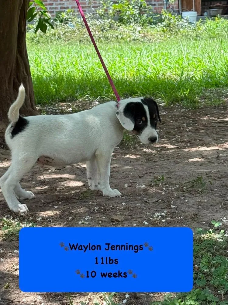 A baby medium-sized male Tricolor (Brown, Black, & White) Rhodesian Ridgeback dog named Waylon for adoption in Syracuse, NY
