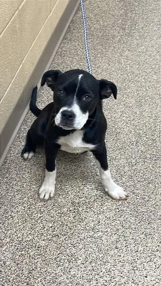 A young small-sized female Black Boxer dog named Monroe for adoption in Fort Payne, AL