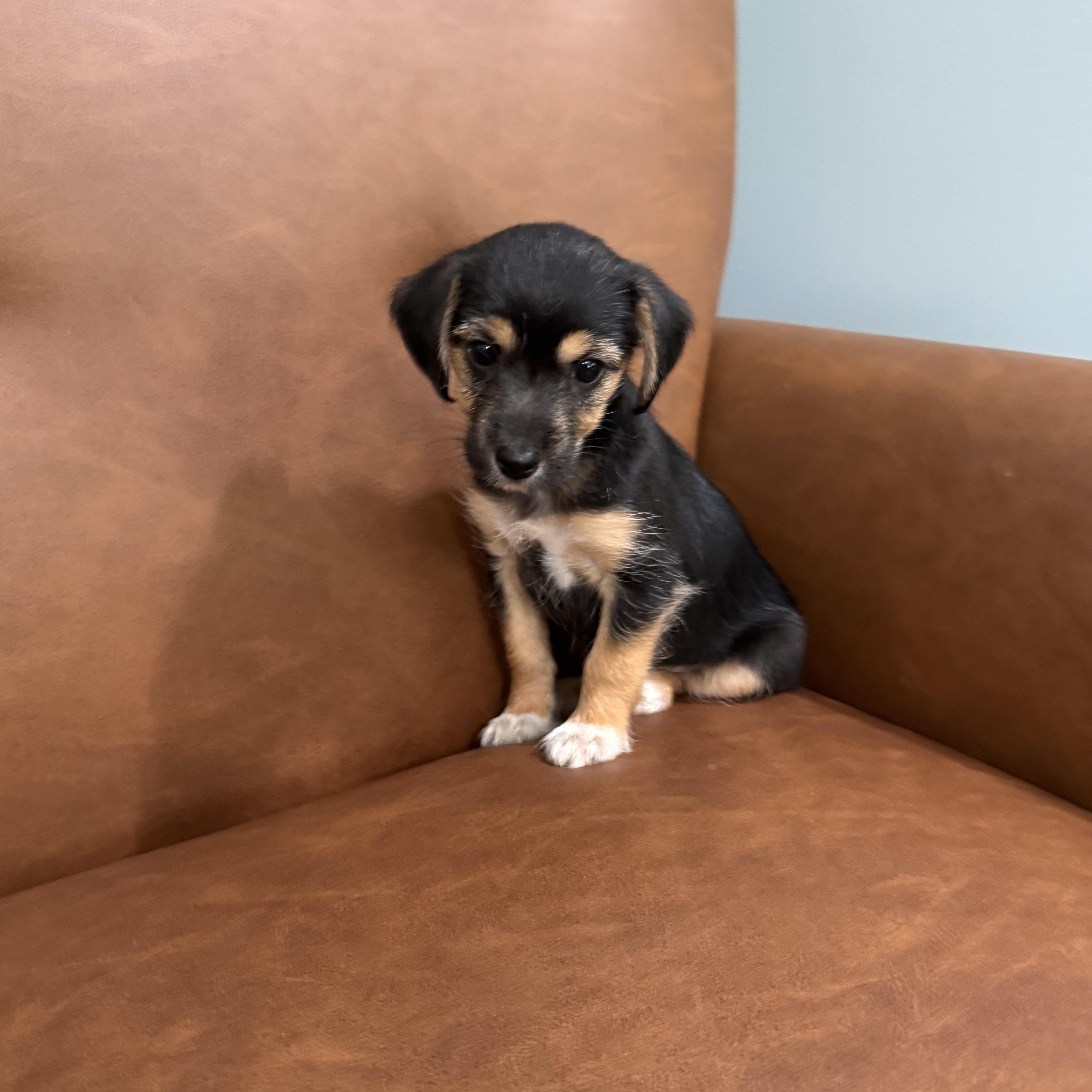 A baby small-sized female Black Yorkshire Terrier dog named Tulip for adoption in Sequatchie, TN