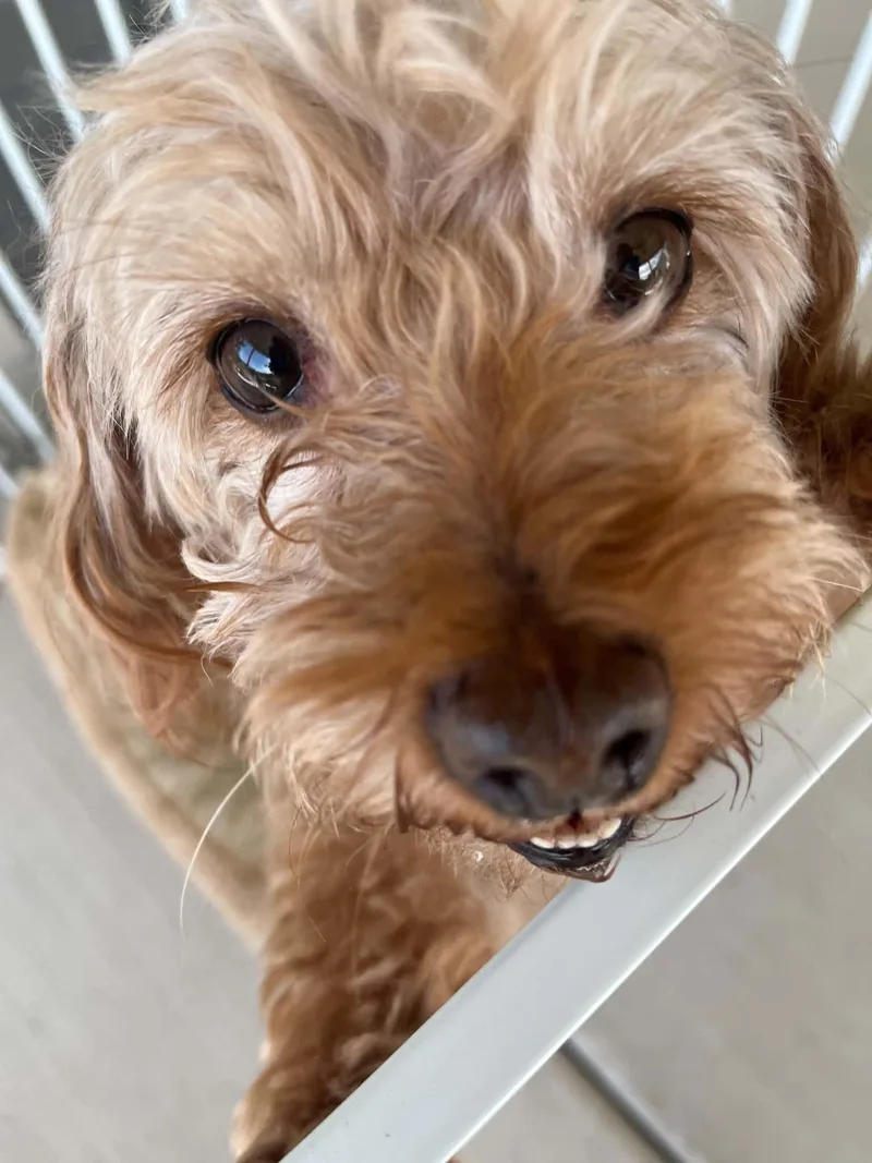 Snickerdoodle thumbnail 4