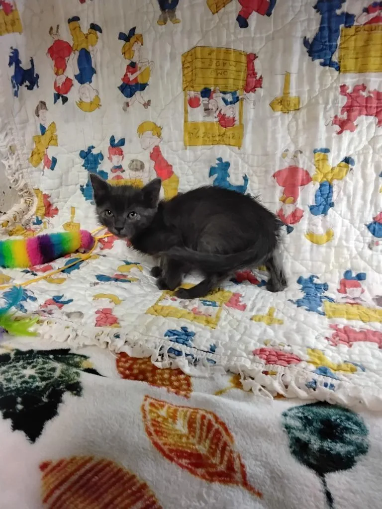 A baby small-sized female Domestic Short Hair cat named Joy for adoption in Ada, OK
