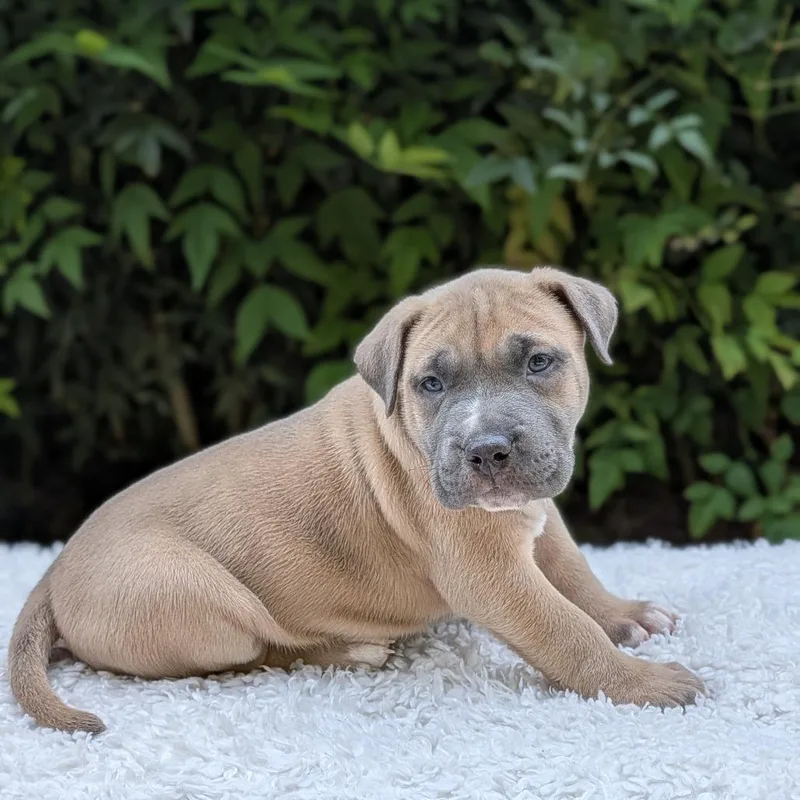 Cinnaspin thumbnail 2