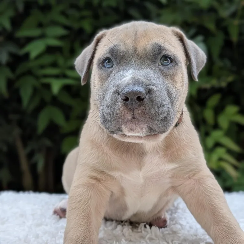 Cinnaspin thumbnail 3