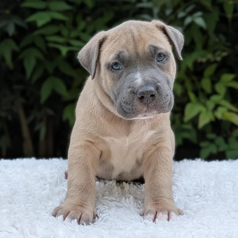 Cinnaspin thumbnail 4