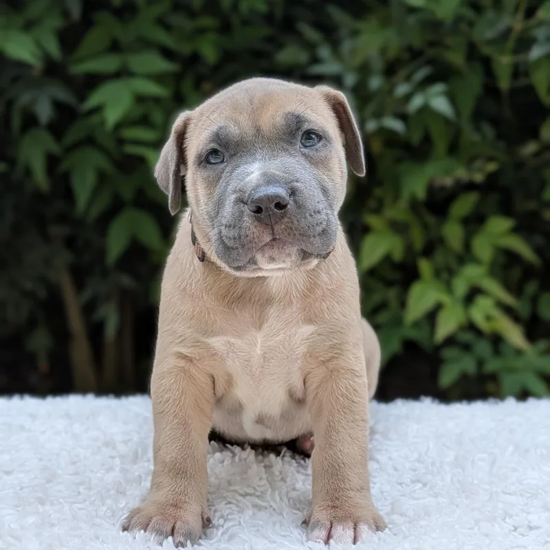 Cinnaspin thumbnail 5