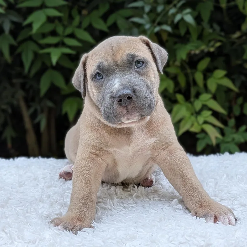A baby small-sized male Gray / Blue / Silver Pit Bull Terrier dog named Cinnaspin for adoption in Tyrone, GA