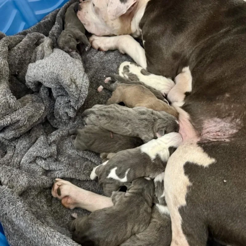 Cinnaspin thumbnail 6