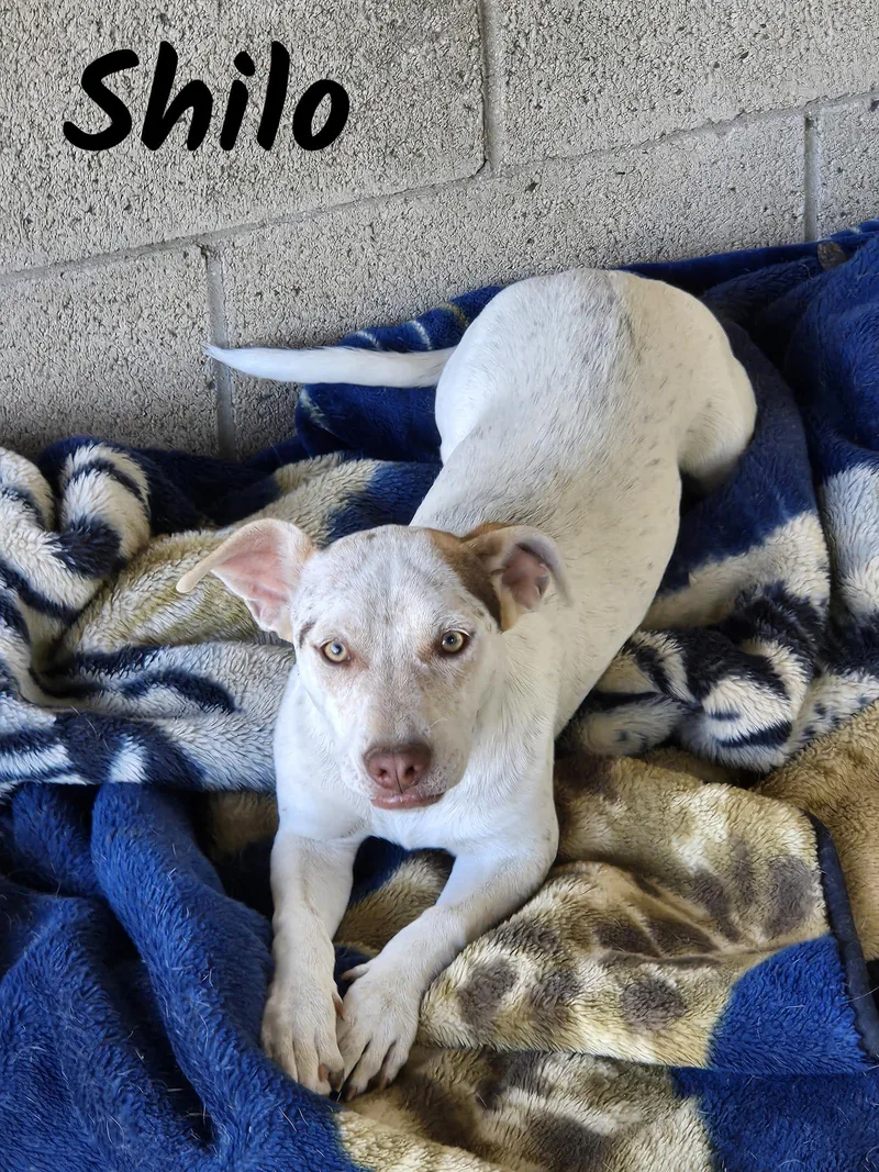 Shilo thumbnail 2