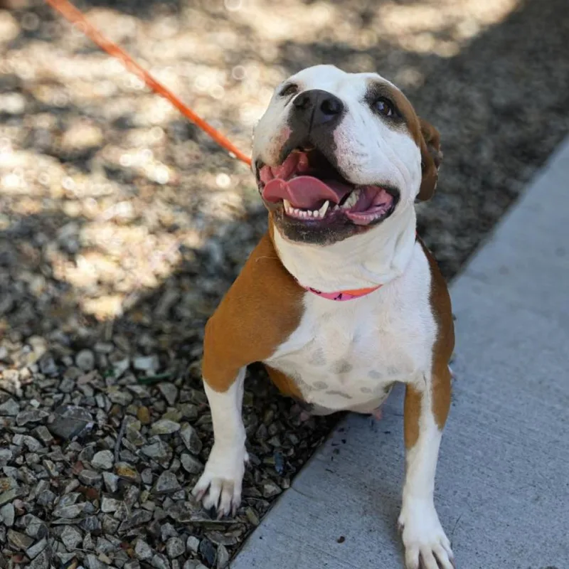 An adult large-sized female Brown / Chocolate Pit Bull Terrier dog named Cuddles for adoption in Albuquerque, NM