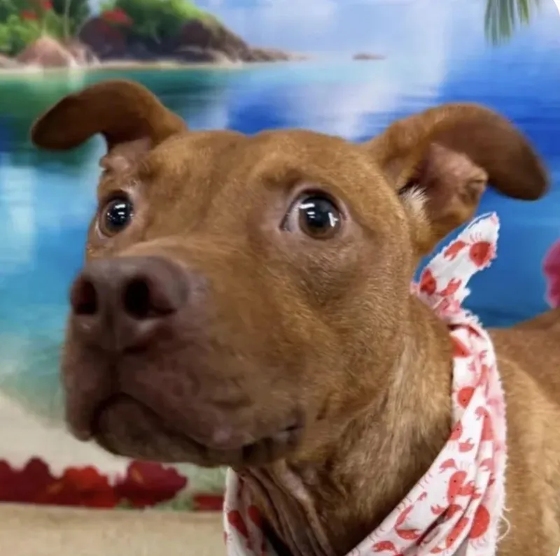 A young large-sized male Pit Bull Terrier dog named Smoosh for adoption in Troy, MI