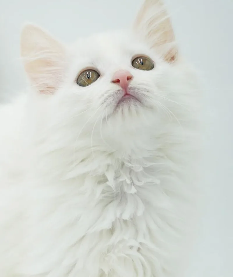 A baby small-sized female White Ragdoll cat named Violet is WOW awesome for adoption in Bedford Hills, NY