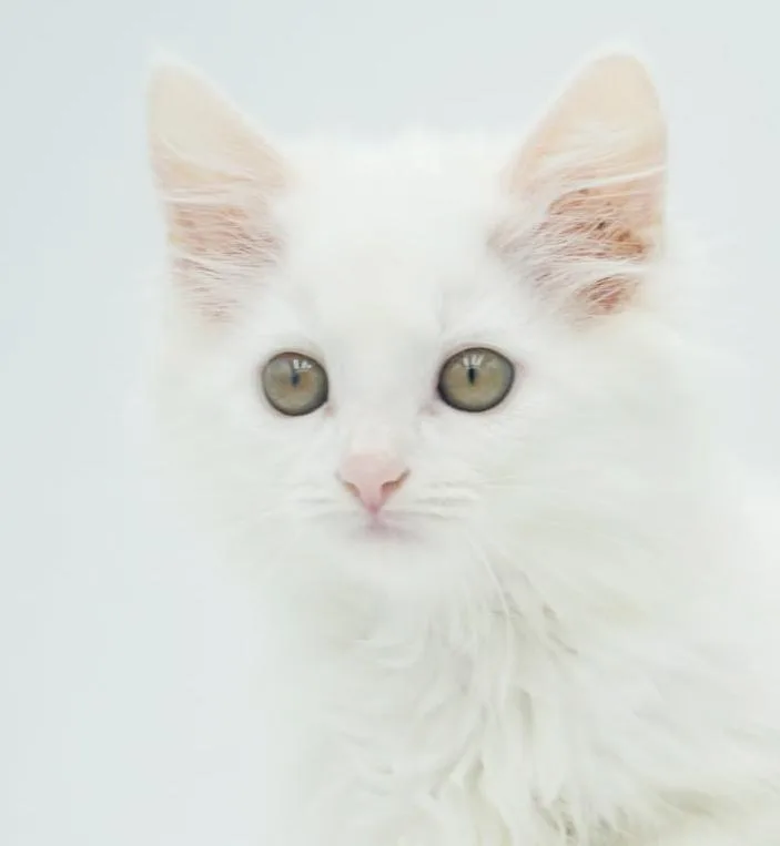 Violet is WOW awesome thumbnail 2