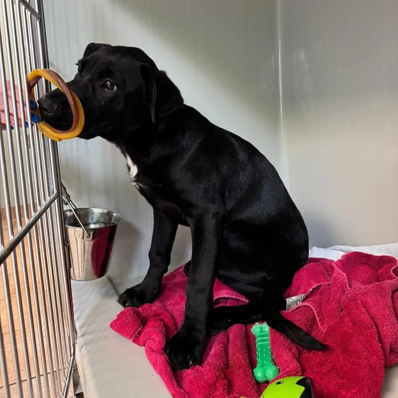 A baby small-sized male Black Mixed Breed dog named Hamlet for adoption in Saint Charles, MO