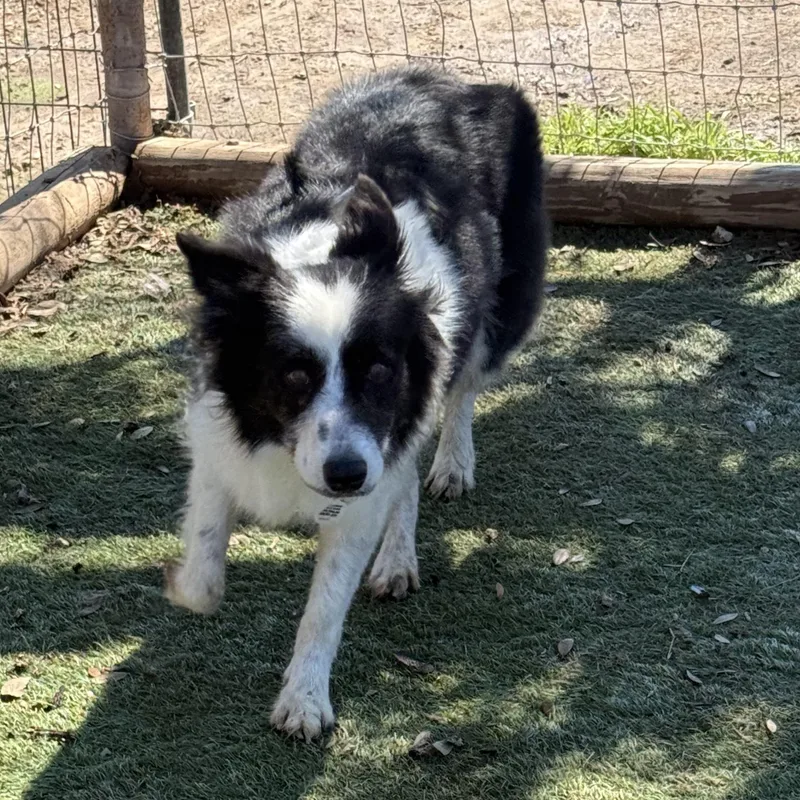 An adult medium-sized female Border Collie dog named Sophia for adoption in Center Point, TX