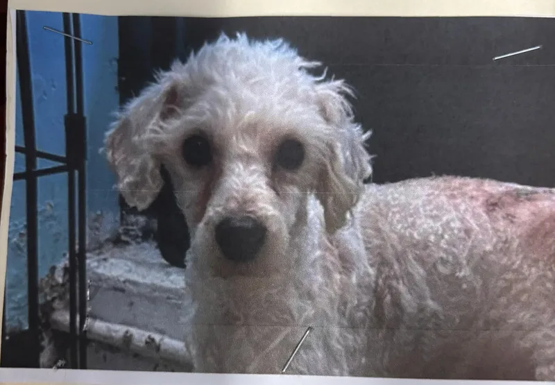 An adult small-sized male White / Cream Poodle dog named Tyson for adoption in Ozone Park, NY