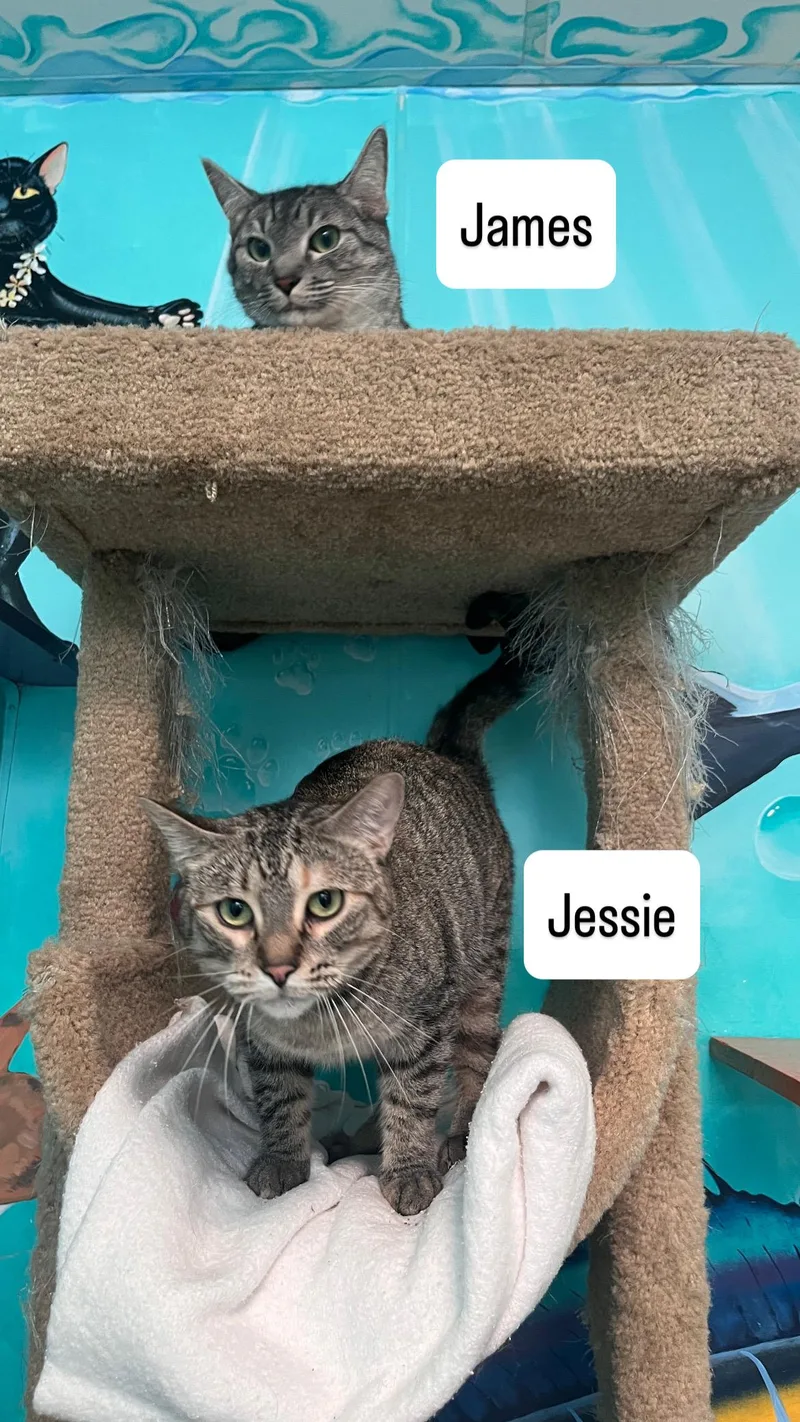 Jessie thumbnail 5
