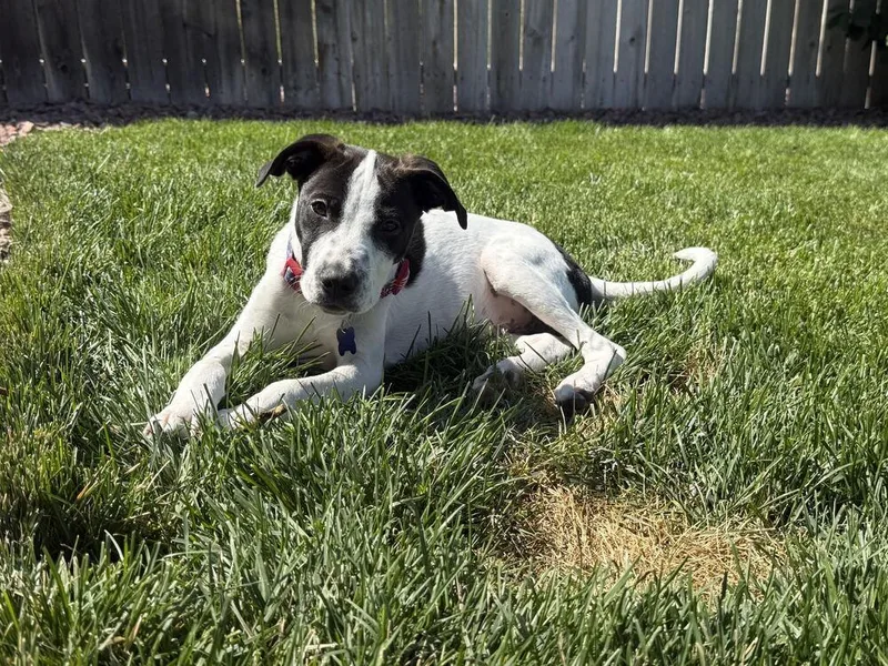 A baby small-sized male Tricolor (Brown, Black, & White) Labrador Retriever dog named Leroy J for adoption in Colorado Springs, CO