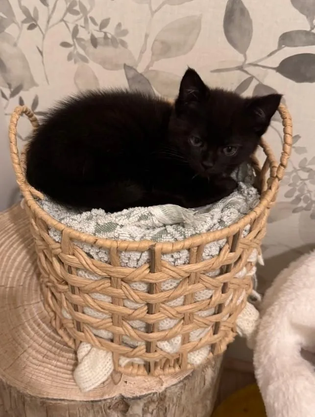 Eldridge thumbnail 2