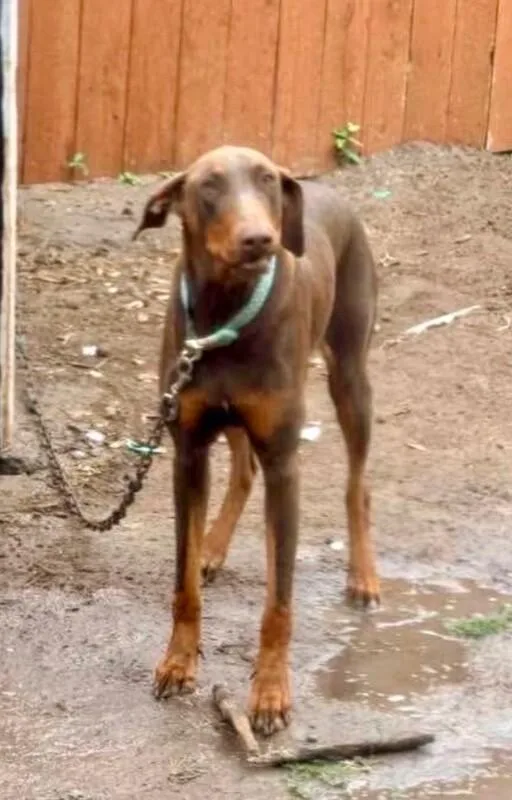 A young large-sized female Brown / Chocolate Doberman Pinscher dog named Coco for adoption in Boulder, CO