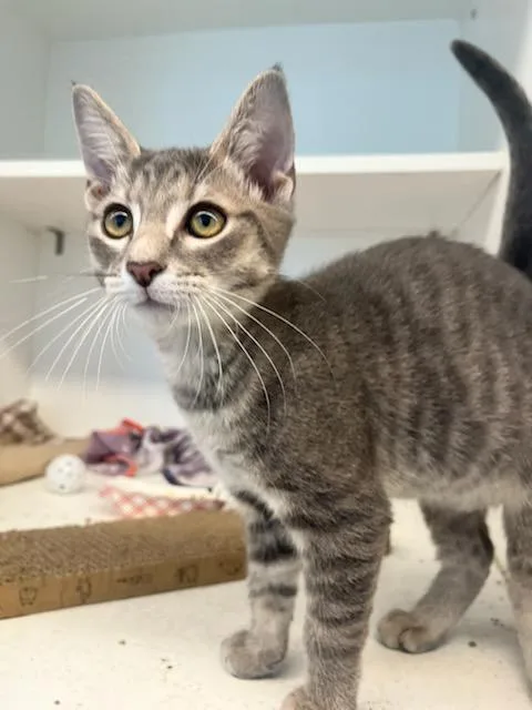 A baby small-sized male Domestic Short Hair cat named Allen for adoption in Manassas, VA