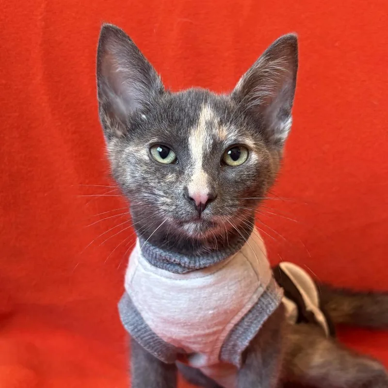 A baby small-sized female Tortoiseshell Domestic Short Hair cat named Cyndi Lauper for adoption in Los Angeles, CA