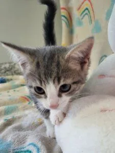 A young medium-sized female Domestic Short Hair cat named Khloe for adoption in Bucyrus, OH