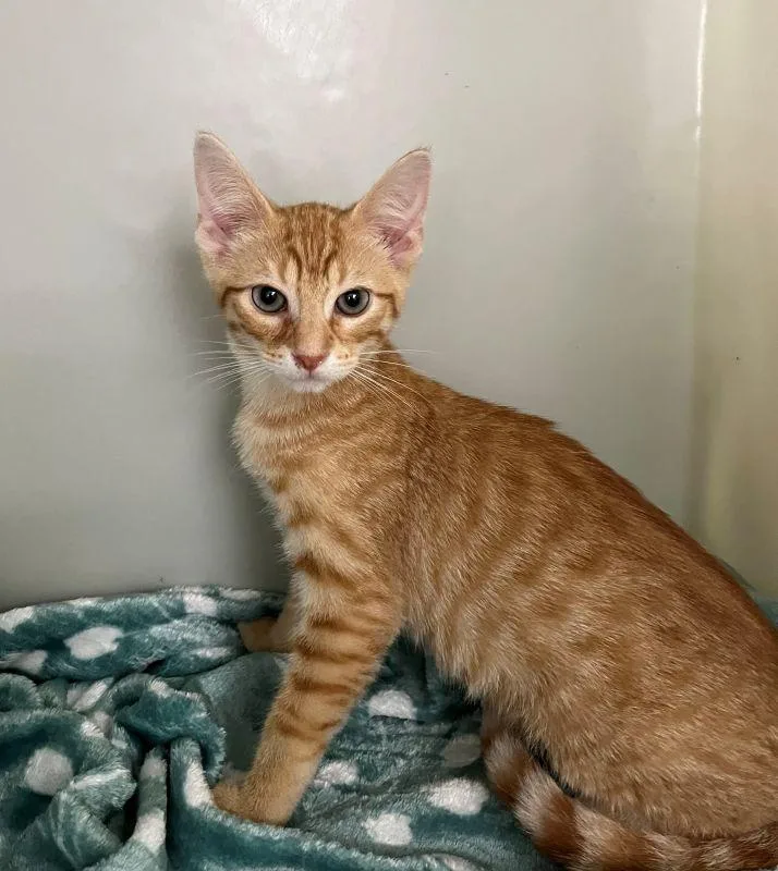 A baby medium-sized male Domestic Short Hair cat named Dave for adoption in Genoa, IL