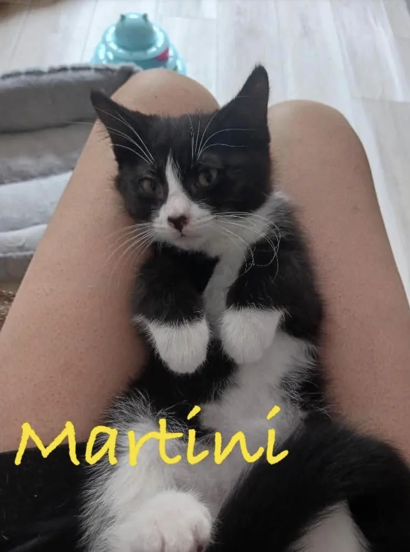 Martini