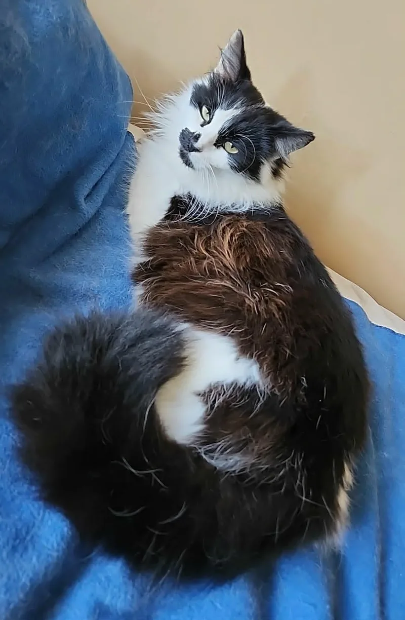 An adult medium-sized female White Maine Coon cat named Bella for adoption in San Jose, CA