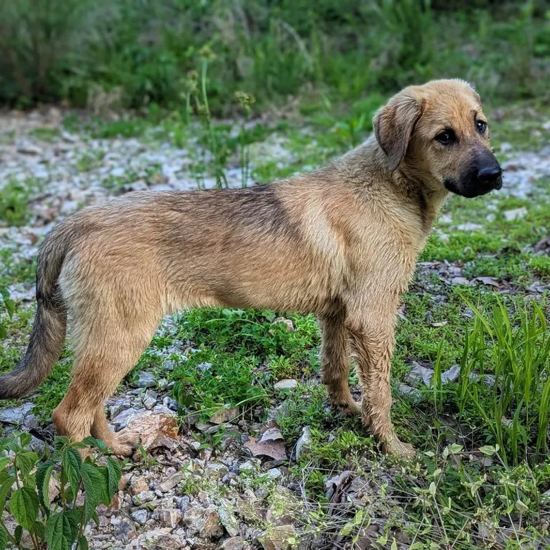 A young extra large-sized female Yellow / Tan / Blond / Fawn Tibetan Mastiff dog named Cheeto for adoption in Duck River, TN