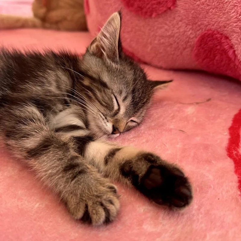 A baby small-sized female Brown / Chocolate Domestic Short Hair cat named Pearl for adoption in Forest Park, IL
