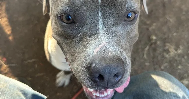 An adult medium-sized male Gray / Blue / Silver American Staffordshire Terrier dog named Winston for adoption in Tigard, OR