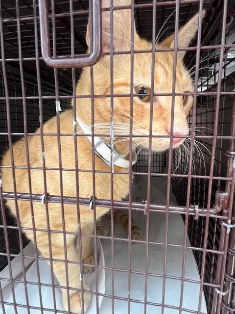 A young medium-sized male Domestic Short Hair cat named Bluey for adoption in Miami, FL