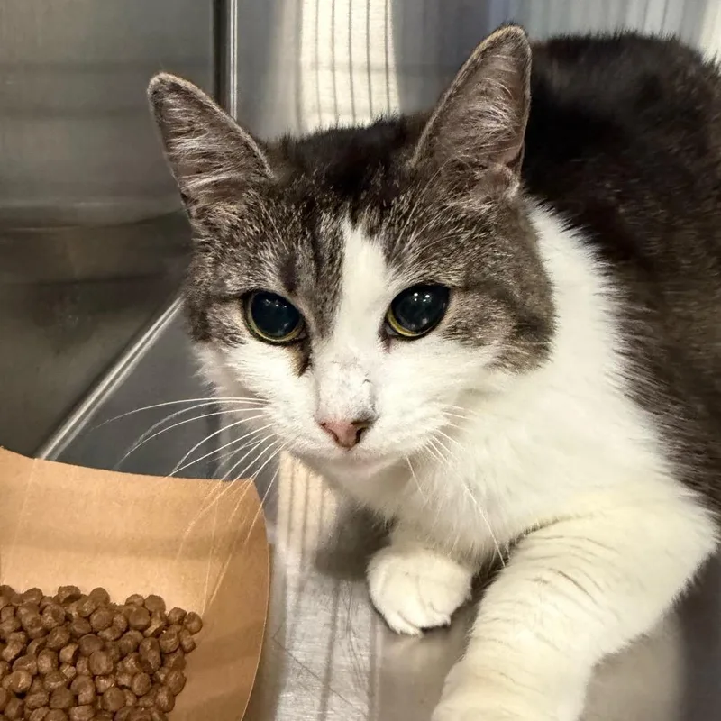 An adult medium-sized female Brown / Chocolate Domestic Short Hair cat named Lorelei for adoption in Greensboro, NC