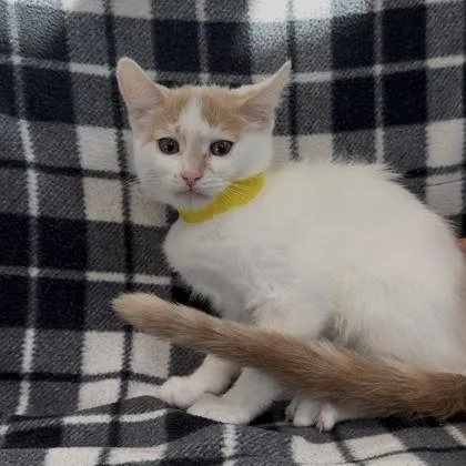 A baby small-sized male Domestic Short Hair cat named Nintendo for adoption in Janesville, WI