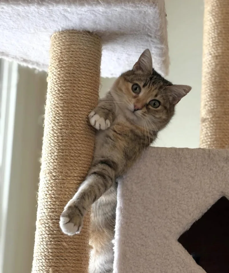 Priscilla thumbnail 2