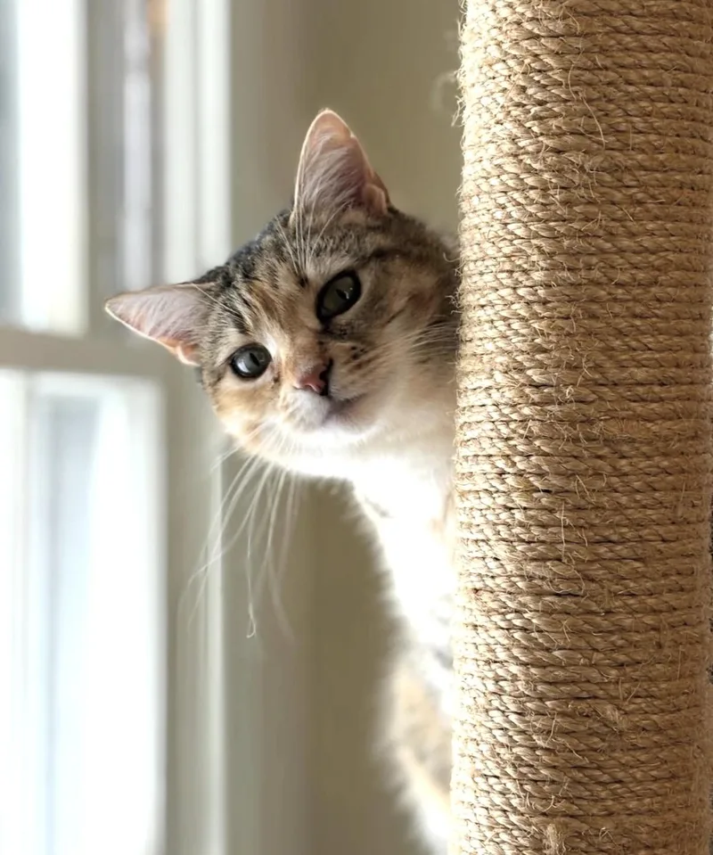 An adult medium-sized female Calico Domestic Short Hair cat named Priscilla for adoption in Seneca, SC