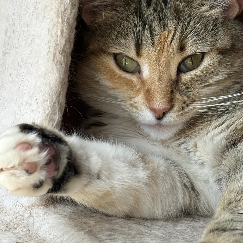 Priscilla thumbnail 4